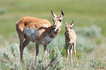 Naklejka na ściany i meble Yellowstone National Park, female pronghorn antelope standing next to her fawn.