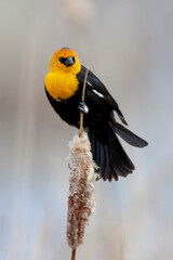 Fototapeta premium Yellowstone National Park, yellow-headed blackbird perched on a reed.