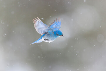 Yellowstone National Park, a male mountain bluebird hovers above a stream in a snowstorm looking...