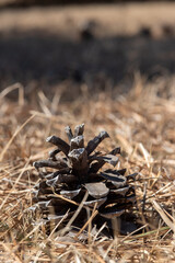 pine cone on the ground