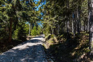 Long mountain trail in Jizera Mountains with high trees around