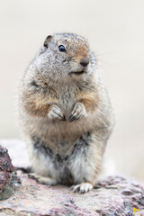 Naklejka na ściany i meble Yellowstone National Park, Richardson's ground squirrel.