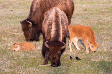 Fototapeta premium Yellowstone National Park. Two bison cows grazing with their young calves nearby.