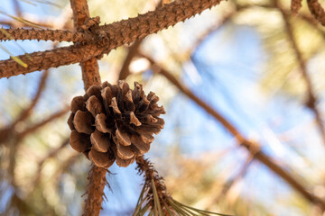pine cone on the tree
