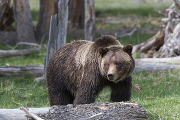Yellowstone National Park, a grizzly bear walking through a stand of trees.
