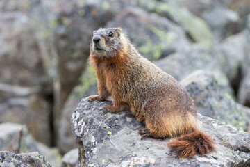 Naklejka na ściany i meble Yellowstone National Park, yellow-bellied marmot posing on a rock.