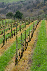 Fototapeta na wymiar Winter view of terraced winery of Txakoli grapes in Basque country, north Spain