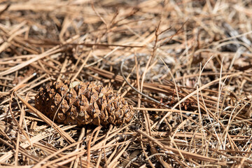 close up of a cone