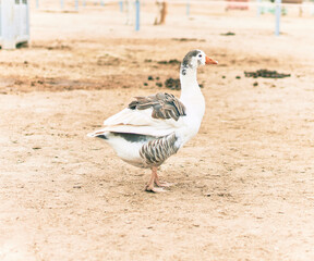 Adorable duck at the farm.