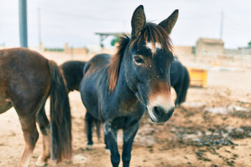 Obraz premium Adorable ponies walking at the farm