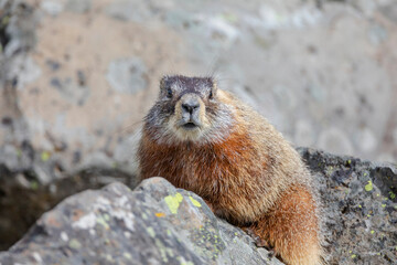 Yellowstone National Park, yellow-bellied marmot posing on a rock.
