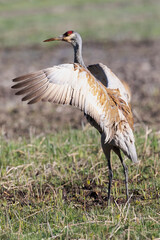 Yellowstone National Park, sandhill crane flaps its wings after preening.