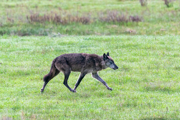 Yellowstone National Park, gray wolf trots through the green grass and sage.