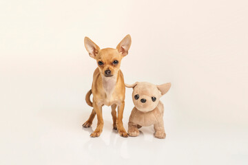 Chihuahua and stuffed dog with similar characteristics