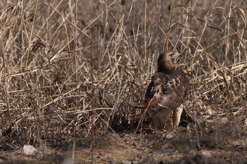Red-Tailed Hawk Searching For Pray