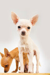 Two chihuahua dogs with white background One of the dogs is brown and is sitting sniffing the background and the other is white is standing and looking at the camera. Very close to camera.