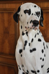 Dalmatiner