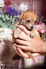 1 month old chihuahua puppies on stage