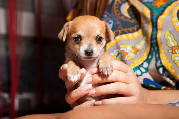 1 month old chihuahua puppies on stage