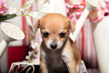 1 month old chihuahua puppies on stage
