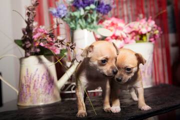 1 month old chihuahua puppies on stage