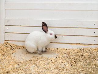 A huge, large, fleshy white rabbit behind the fence in the zoo pen. The face of a decorative bunny with black ears and nose. The concept is a symbol of the Catholic happy Easter holiday.