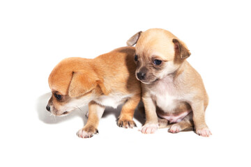 1 month old chihuahua puppies on stage