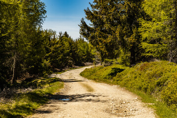 Long mountain trail in Jizera Mountains with high trees around
