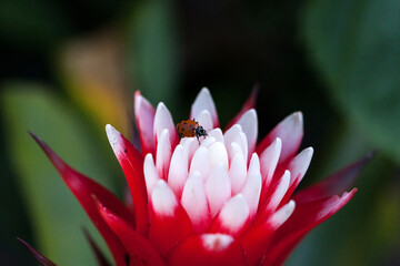 Red and white bromeliad flower with a Convergent lady beetle