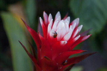 Red and white bromeliad flower with a Convergent lady beetle