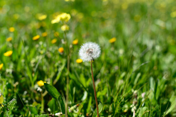 Dandelion in a spring landscape surrounded by grass and wild flowers