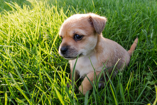 Closeup shot of a cute puppy in the grass