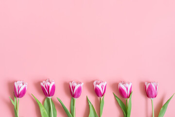 Pink tulips on a pink background. Flowers border. Beautiful floral composition. Background with copy space. View from above. Valentines, easter background.