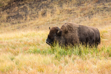 Yellowstone National Park, Wyoming, USA. American bison grazing in tall grass.