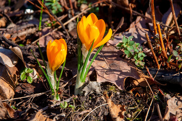 Yellow crocuses in early spring