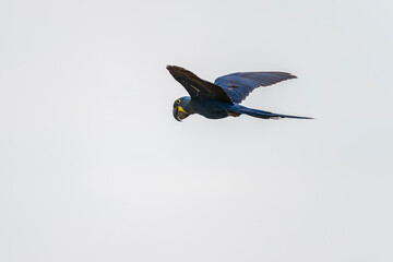 The Hyacinth macaw (Anodorhynchus hyacinthinus)