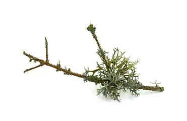 Lichen on twig isolated on white background