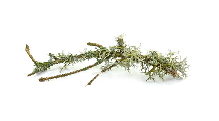Lichen on twig isolated on white background