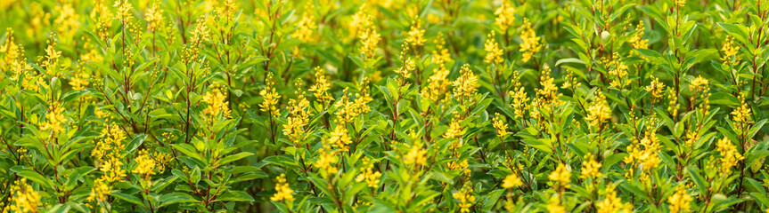 Closeup of mini yellow flower under sunlight with copy space using as background natural plants landscape, ecology cover page concept.