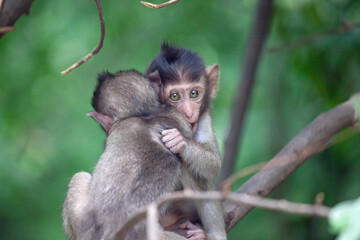 可愛いサル