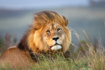 Naklejka na ściany i meble Portrait of a single male lion in South Africa looking regal.