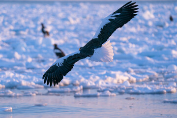 流氷上を舞うオオワシ © Atsuyuki
