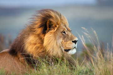 Fototapeta na wymiar Portrait of a single male lion looking regal in South Africa.