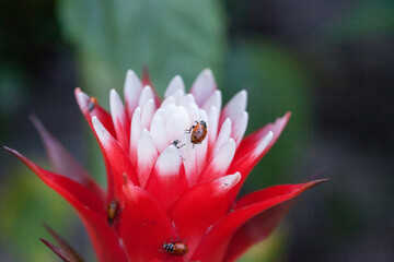 Red and white bromeliad flower with a Convergent lady beetle