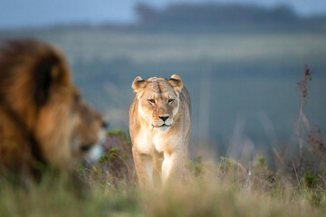 Female lion in South Africa coming towards blurred male lion .