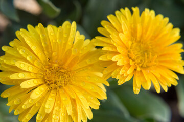 Calendula, para el cuidado de la piel