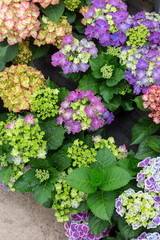 Colored flowers hydrangea，Hydrangea macrophylla，Forever Summer，Endless Summer
