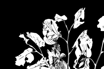 Black and white leaves, illustration. 
