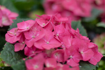Colored flowers hydrangea，Hydrangea macrophylla，Forever Summer，Endless Summer
