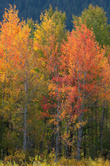 USA, Wyoming. Autumn Aspens, Yellowstone National Park.